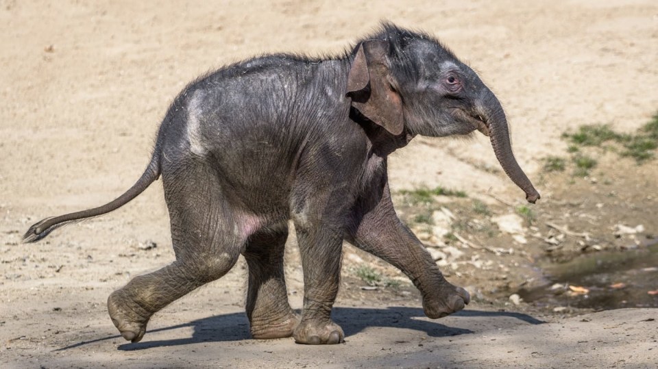 Mladé slůně ze Zoo Praha